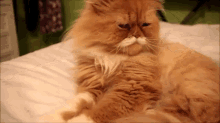 Mustache Cat Ain'T Having It GIF - Animal Upset Annoyed GIFs