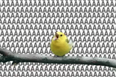Bird Birb GIF - Bird Birb Scream GIFs