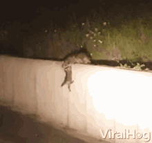 Help Up Mommy GIF - Help Up Mommy Raccoons GIFs