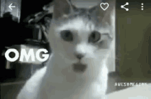Lol Omg GIF - Lol Omg Cat GIFs