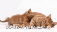 Cats Snuggle GIF - Cats Snuggle Good Afternoon GIFs