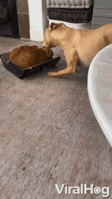 Go Away Dog Playing With A Cat GIF