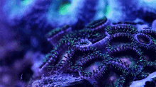 Coral GIF - Coralreef GIFs