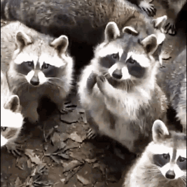Raccoon Gossip GIF - Raccoon Gossip Pet GIFs