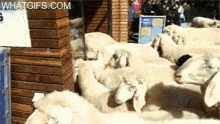 Animals Sheep GIF - Animals Sheep GIFs
