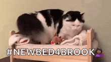 Small Bed Cat GIF - Small Bed Small Bed GIFs