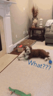 a dog laying on a carpet with the word what written on the floor