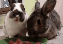 Bunnies Nibble On Watermelon  GIF - Bunny Rabbits Eat GIFs