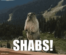 Shabs Wtf GIF - Shabs Wtf Calling Out GIFs