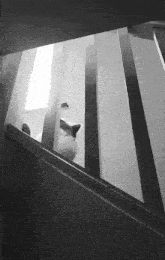 a black and white photo of a staircase with a dog behind the railing