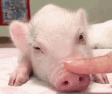 Pig Nose Piggster GIF - Pig Nose Piggster Meeboo GIFs