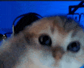 Battal Dürüm Cat GIF - Battal Dürüm Cat Meow GIFs