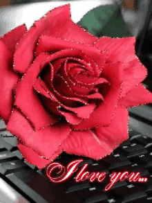 Love Roses GIF - Love Roses Sparkle GIFs
