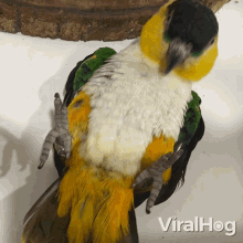 A Parrot Doing Sit Ups Viralhog GIF - A Parrot Doing Sit Ups Viralhog Parrot Ab Workout GIFs