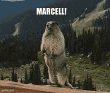 Marcell Beaver GIF - Marcell Beaver Yell GIFs