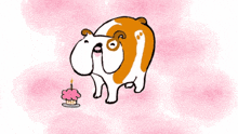 a brown and white dog standing next to a pink cake with a candle on it