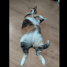 Rikki Dancing Cat GIF - Rikki Dancing Cat Rikki Dancing GIFs
