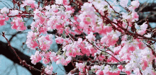 春天，花开，立春 GIF - Spring Blossom Spring Is Here GIFs