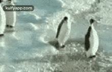Best Friend - Penguins.Gif GIF - Best Friend - Penguins Penguins Funny Penguins GIFs