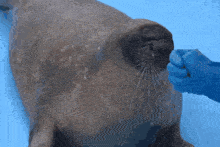 a person in blue gloves petting a seal