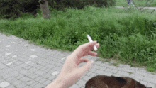 a person is holding a cigarette in their hand in front of a dog on a sidewalk .