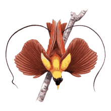 cenderawasih econusa bird of paradise