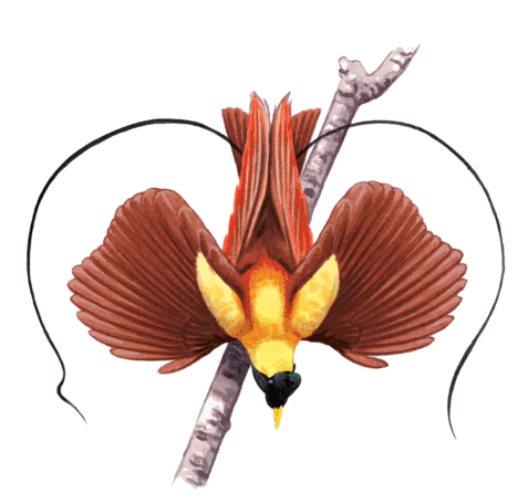 Cenderawasih Econusa Sticker - Cenderawasih Econusa Bird Of Paradise Stickers
