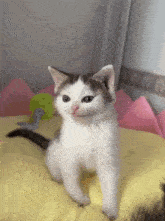 Cat Plush Cat Turn A Plush GIF - Cat Plush Cat Turn A Plush Cat GIFs