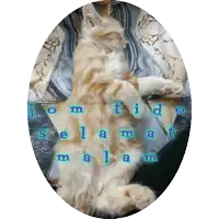 a cat laying on its back with the words selamat malam written on its fur