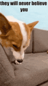 They Will Never Believe You Dog GIF - They Will Never Believe You Dog Smile GIFs