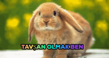 Tavşan Olmak GIF - Tavşan Olmak GIFs