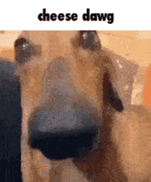 Cheese Dawg GIF - Cheese Dawg GIFs