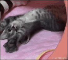 Kitty Cat GIF - Kitty Cat Yawn GIFs