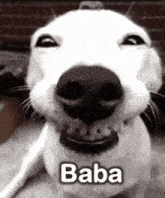 a close up of a dog 's face with the word baba written above it