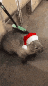 Kerstwombat Kerst Wombat GIF - Kerstwombat Kerst Wombat Christmas GIFs