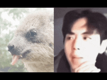 a picture of a kangaroo next to a picture of a man 's face