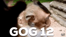 Gog Monkey GIF - Gog Monkey Gog12 GIFs