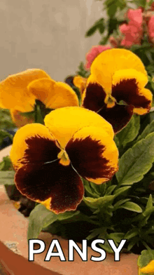 a close up of a yellow and brown pansy flower with the word pansy below it