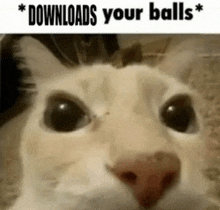 Cat Meme Balls GIF