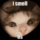 I Smell Bs I Smell Bullshit GIF - I Smell Bs I Smell Bullshit Cat Meme GIFs