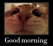a picture of a cat that says good morning
