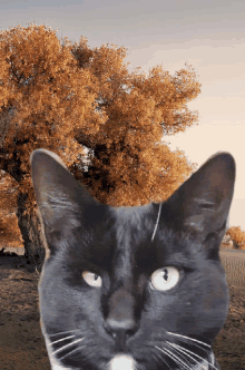 Handsome Puss In Boots GIF