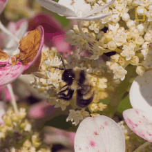 Bee Flying GIF - Bee Flying Insect GIFs