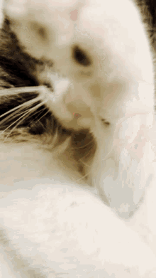 Cat Licking Paw Cute GIF