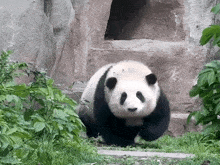 Huahuapanda Hoahoa GIF - Huahuapanda Hoahoa Panda GIFs