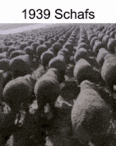 a black and white photo of a herd of sheep with the words 1939 schafs on the bottom