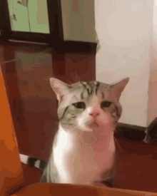 Cat Sad Gato Triste GIF - Cat Sad Gato Triste Cat GIFs