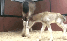 a horse and a foal are standing next to each other in a pen .