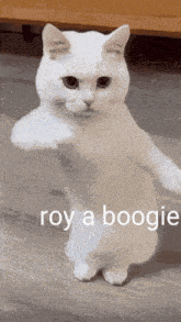 Roy Leops Cat GIF