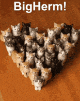 a bunch of kittens standing in a heart shape with the words big herm written above them